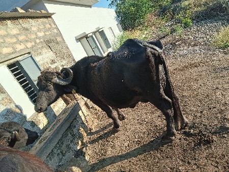 थंबनेल 2