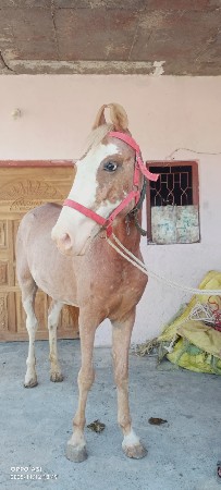 થંબનેલ 3