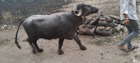 ભેંસ વેચવાની છે