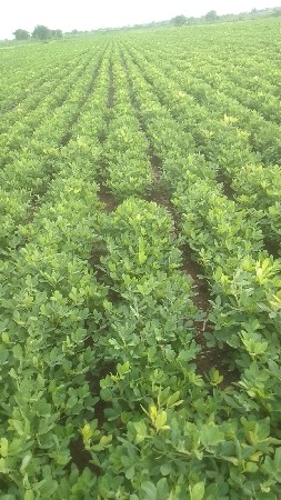 ૩૭ નંબર માડવૉ