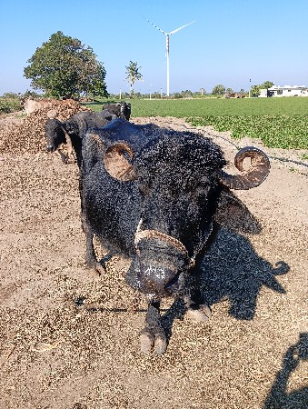 મનસુખ ભાઈ પરમાર