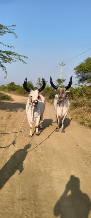 થંબનેલ 3