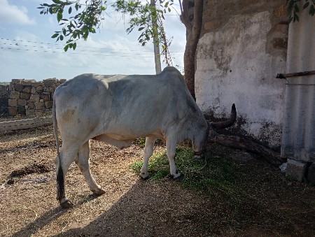 થંબનેલ 3