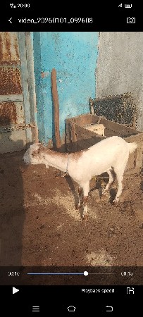 પતી રી વાઈટ બકરી