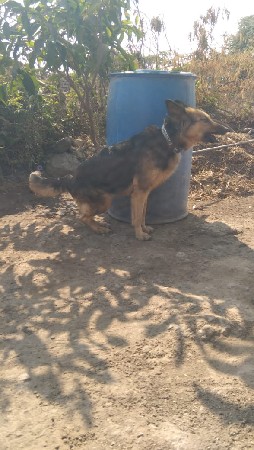 જર્મન શેફર્ડ કૂતરી