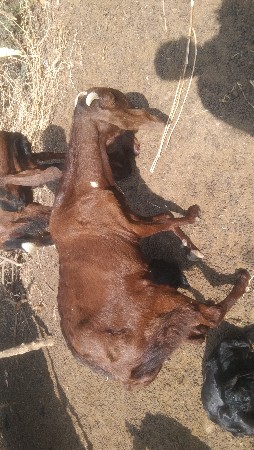 थंबनेल 3