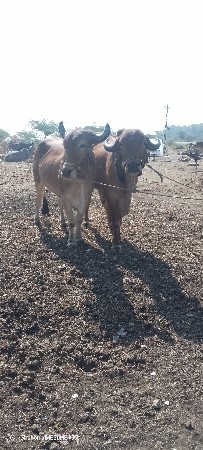 જુનાગઢ તાલુકો તાલુકો જૂનાગઢ જિલ્લા