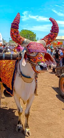 થંબનેલ 3