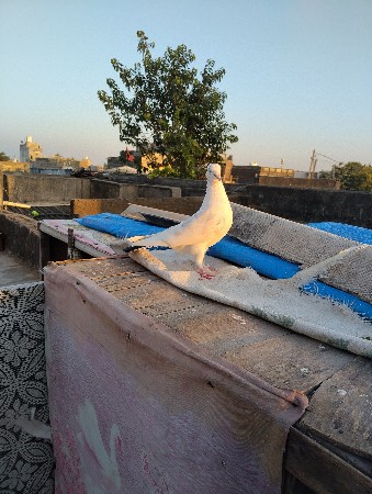 બેનર છે કબુતર દેવાના છે ભાઈ બે નળ