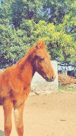 ઘોડો વેચવાનો છે