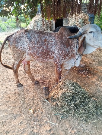 થંબનેલ 3