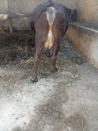 ગાય વેચવાની છે