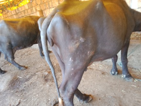 khadeli vechva ni che