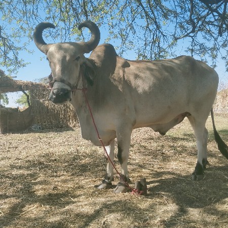 બળદ વેચવાનો છે