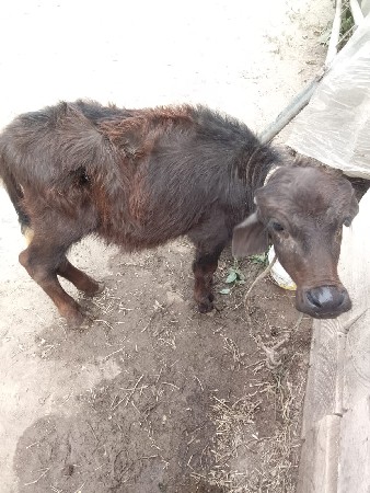 थंबनेल 3