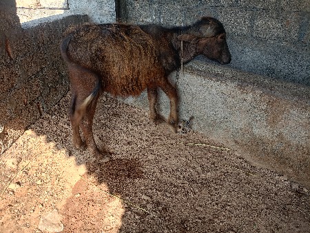 પાડી વેચવાની છે દોઢ વર્ષની