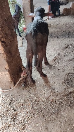 थंबनेल 2