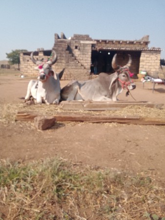 ઘોઢલાવેસાવસેસાવસોજાસે