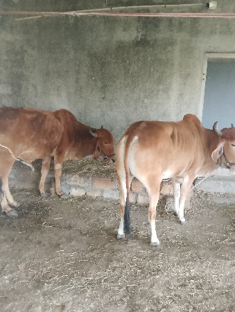 थंबनेल 2