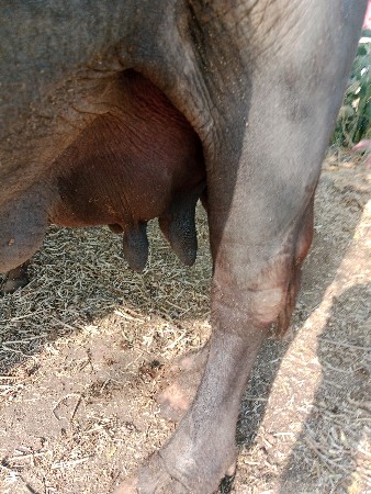 ભેંસ વેચવાની છે ધર ધરાવ છે