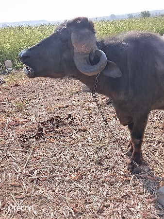 ભેંસ 2 વેતર