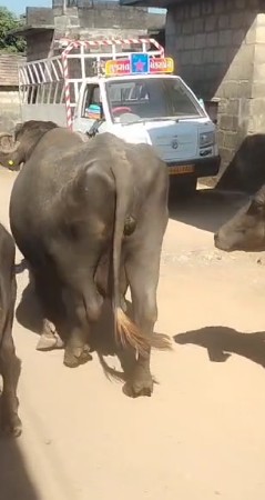 थंबनेल 2