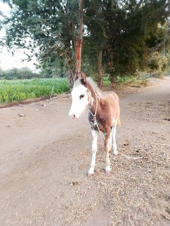 थंबनेल 2