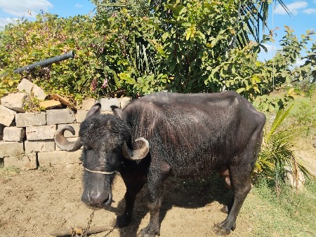 થંબનેલ 3