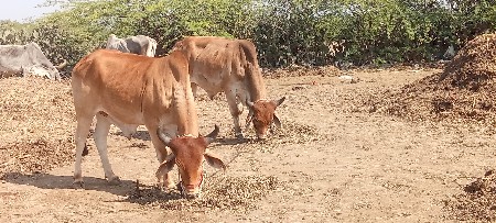 દેવભૂમિ દ્વારકા જિલ્લો જામ ખંભાળિય