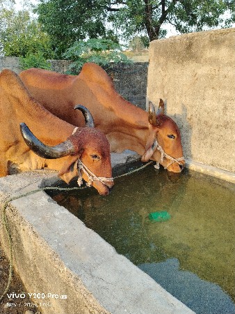 3 વાવણી વાવેલ ગોઢલા વેચવાના છે