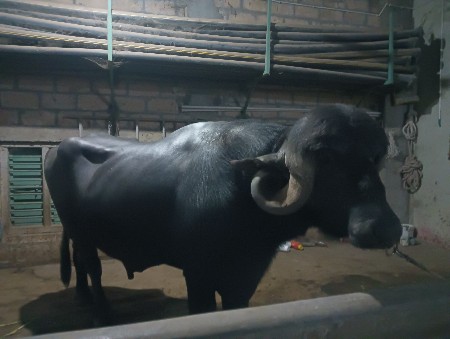 थंबनेल 3