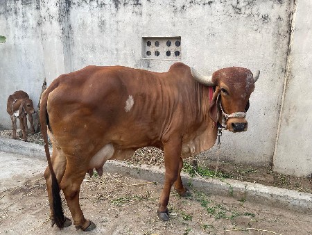 ગાય વેચવાની છે