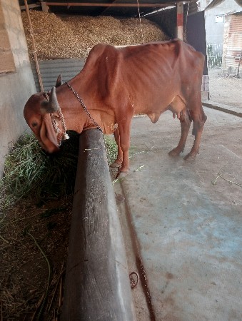 ગાય વેચવાની છે