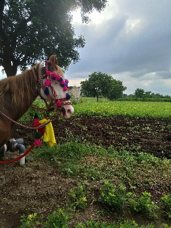 थंबनेल 3