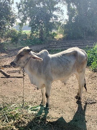 थंबनेल 2