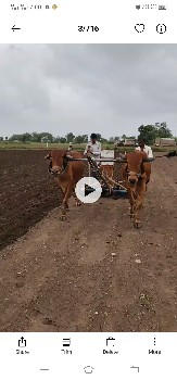 ગોઠલા વેશવાશે ઍક વાવણી વાવેલ