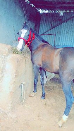 વેચવની છે