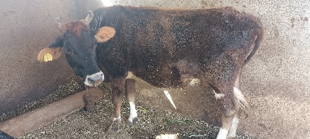 थंबनेल 2