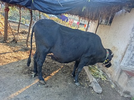 थंबनेल 3