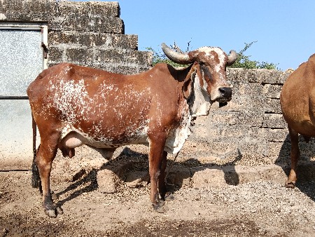 ગાય વેચવાની છે