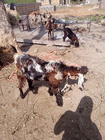 bkra bkri vesvana se