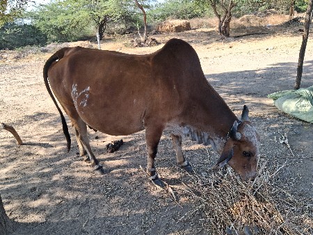 ગાય વેચવા ની છે 3જુ વેતર 6લિટર
