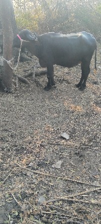 થંબનેલ 4