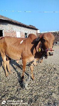 थंबनेल 3