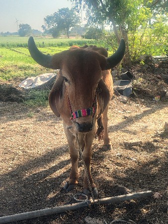 ગોઢલો વેચવા નો છે