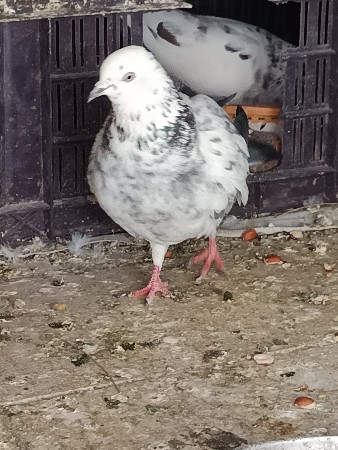 थंबनेल 2