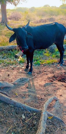 थंबनेल 3