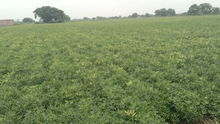 mandvi no bhuko vechvano