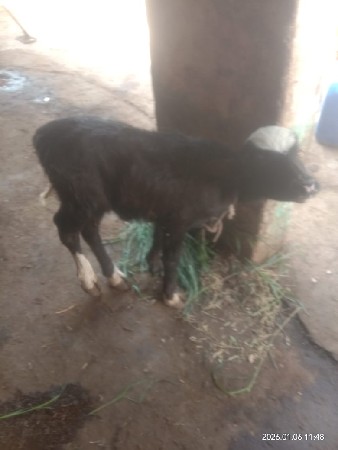 થંબનેલ 3