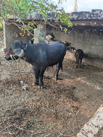 આ પાડો  વેસવનોસે